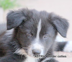 black and white male, medium coat, border collie puppy